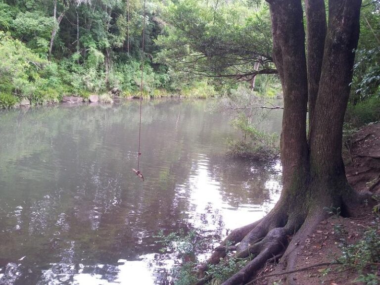 coopers creek rosebank new south wales 2 768x576