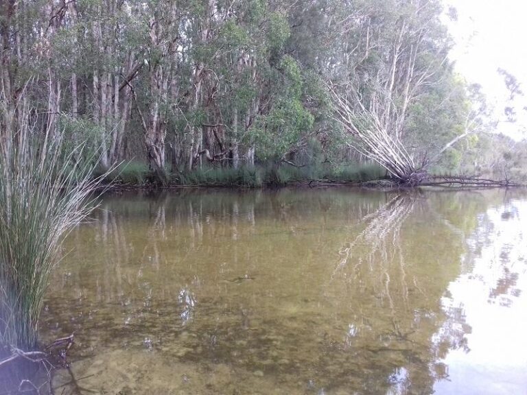 cudgen lake bogangar new south wales 1 768x576