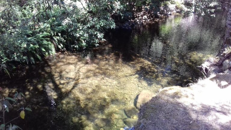 lower liffey reserve liffey state reserve tasmania 768x432