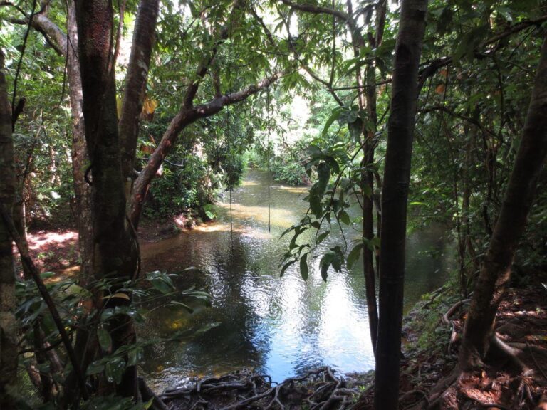masons swimming hole cape tribulation queensland 768x576