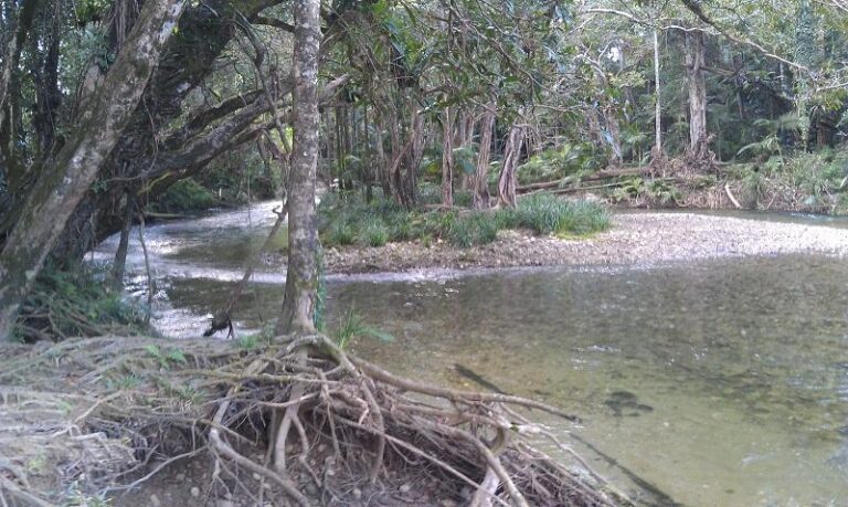 mossman river mossman queensland 1 768x459